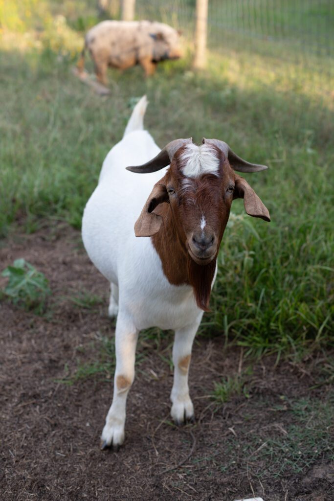 Boer goat at cackle berry farm