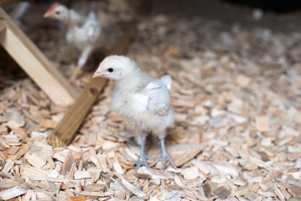 American Bresse Chicken at Cackle Berry Farm  and if you click the image it is a link to our YouTube playlist about American Bresse Chicken