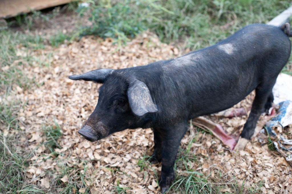 cackle berry farm pig