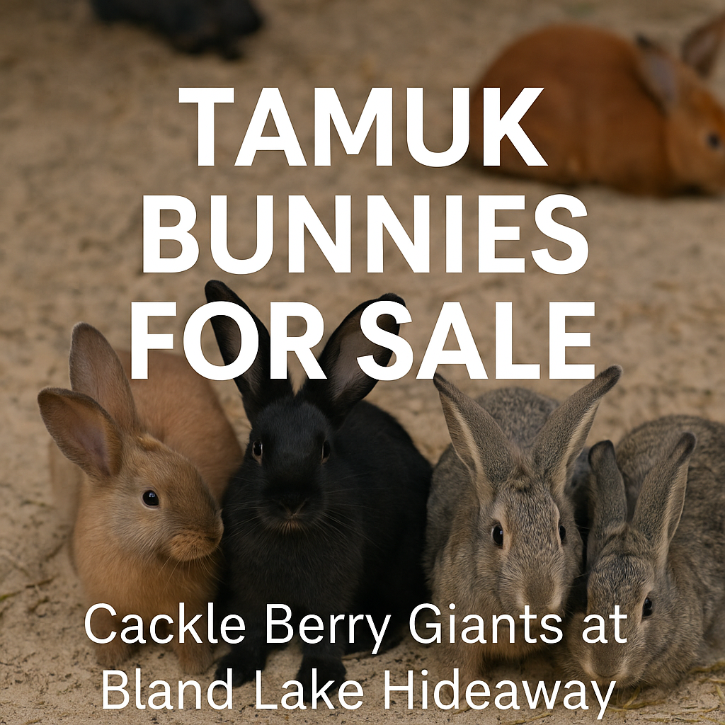 A group of colorful TAMUK rabbits, including brown, black, and grey bunnies, sitting on sand with bold text that reads "TAMUK BUNNIES FOR SALE – Cackle Berry Giants at Bland Lake Hideaway."