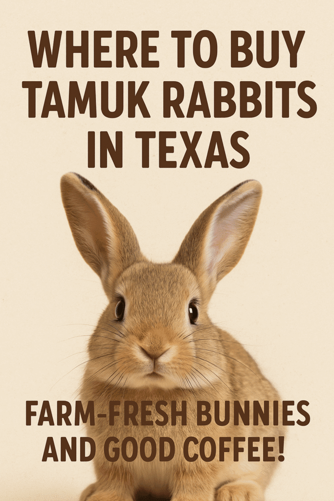 A sandy brown TAMUK rabbit sits against a light background under bold Texas-style text reading "Where to Buy TAMUK Rabbits in Texas."